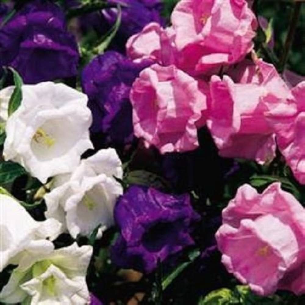 Bellflower Campanula medium flower seeds for planting in backyard gardening and vertical garden pots