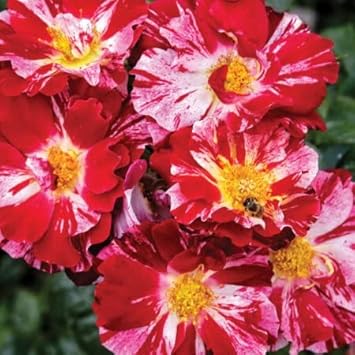 Climbing Rose Red & White Plant Seeds Non-GMO Heirloom Garden Seeds for Planting and Growing for planting in your garden.