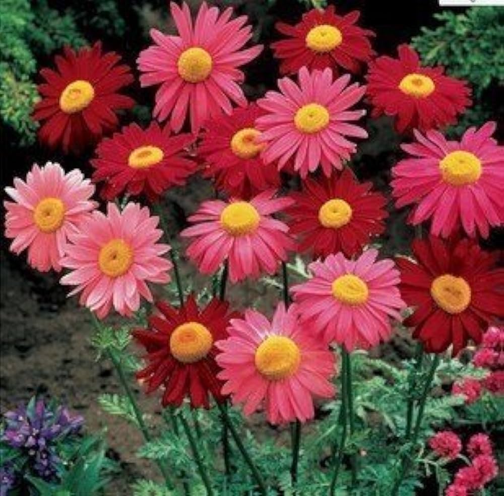 Pyrethrum Tanacetum Cinerariifolium Flower Seeds for Planting – Natural Mosquito Repellent for Home and Garden Use