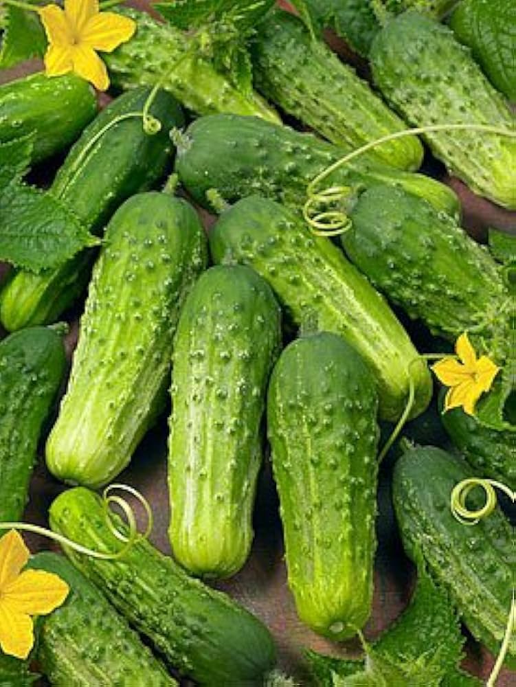 Boston Pickling Cucumber Cucumis sativus seeds for planting in vegetable patch