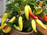 Sweet Banana Pepper – Capsicum annuum vegetable seeds