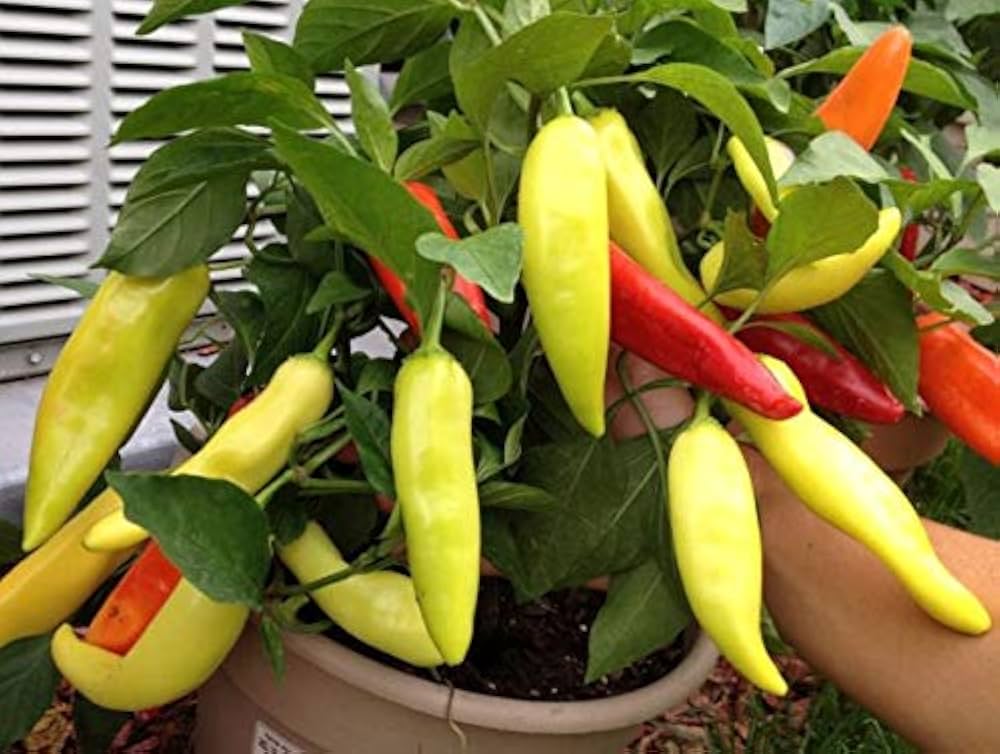 Sweet Banana Pepper – Capsicum annuum vegetable seeds