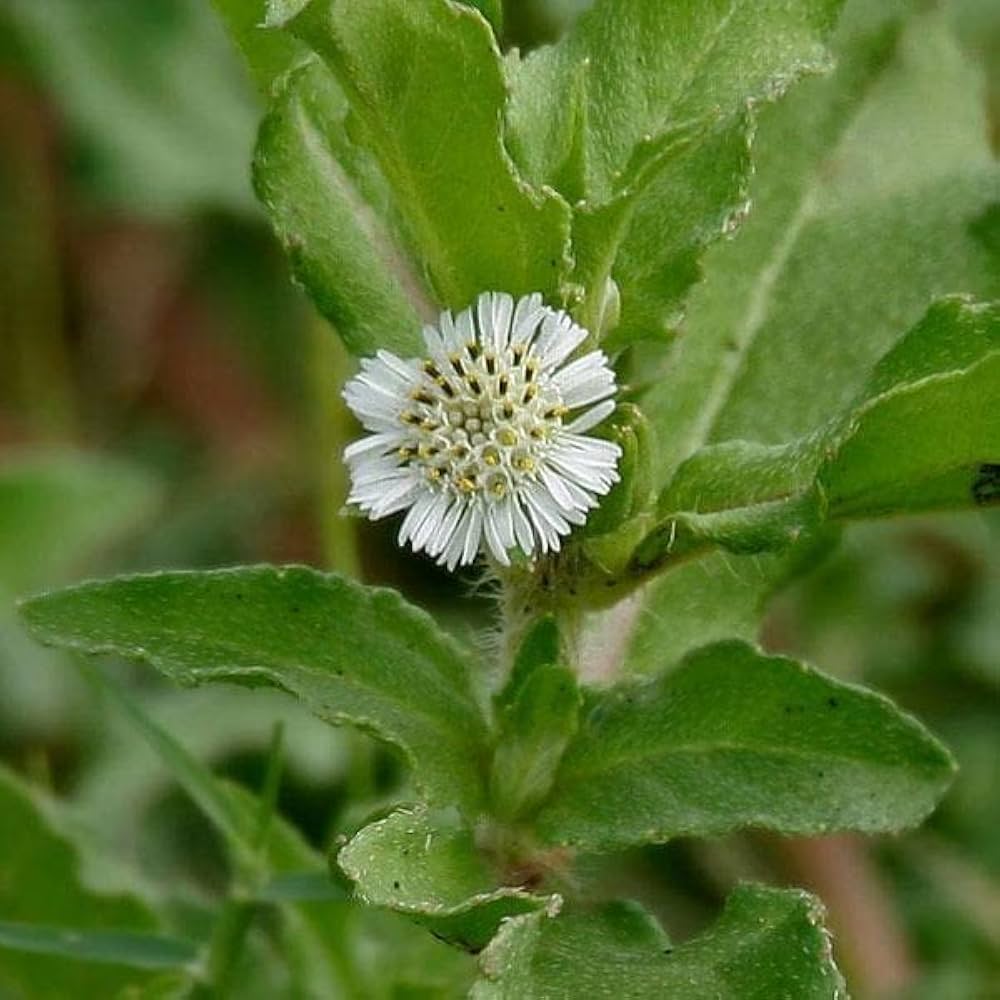 Bhringraj Flower Seeds for Planting - 100 seeds for planting in home garden