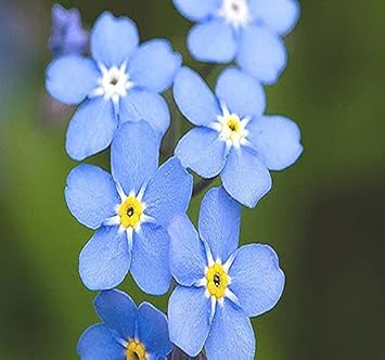 Organic Forget Me Not Flower Seeds for Planting – Heirloom, Non-GMO for planting in your garden.