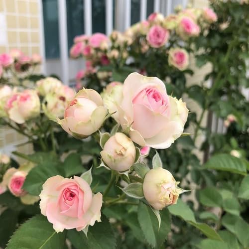 Light Pink Rose Flower - Heirloom, Non - Gmo Seeds