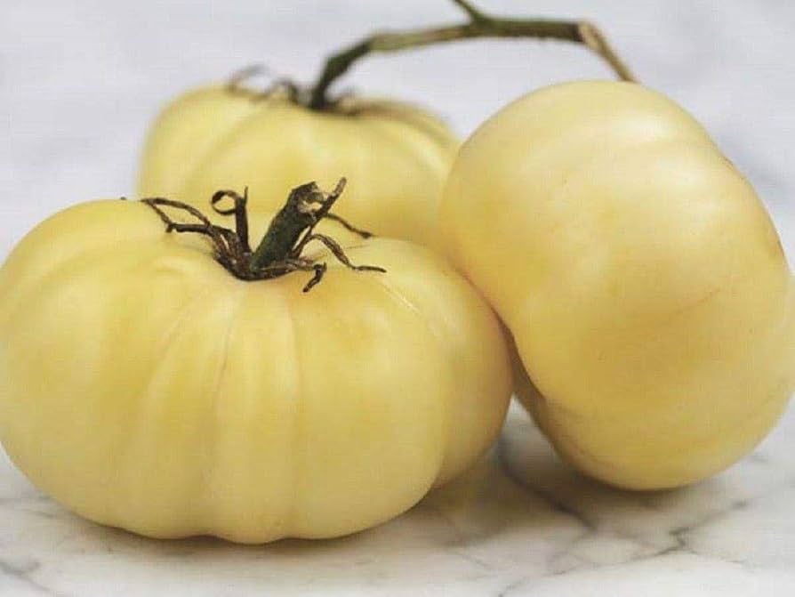 Heirloom Beefsteak Tomato Solanum lycopersicum Seeds for Planting home garden salad patch
