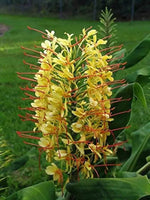 Yellow Fragrant Flower Seeds for Planting - NON GMO Seeds Dhara Seeds