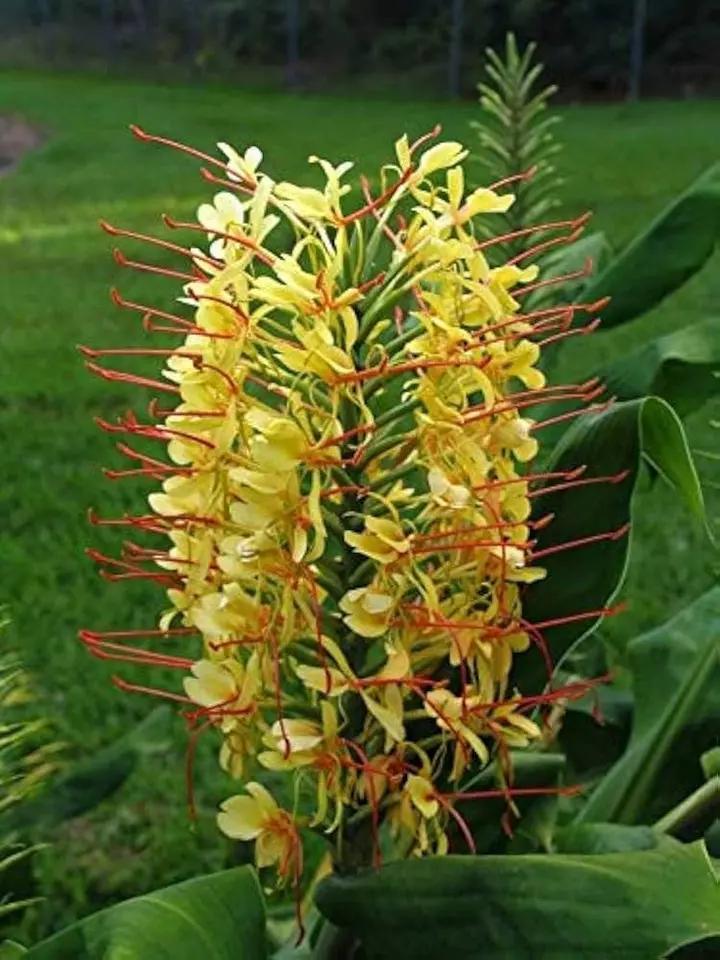 Yellow Fragrant Flower Seeds for Planting - NON GMO Seeds Dhara Seeds