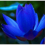 Rare rainbow lily bonsai perennial seeds