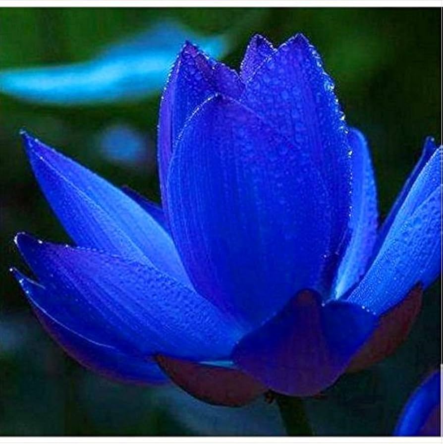 Rare rainbow lily bonsai perennial seeds