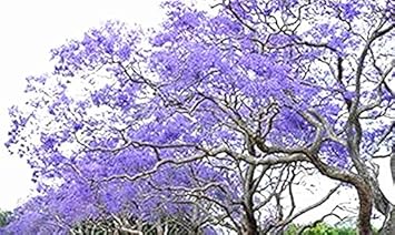 Blue Jacaranda Flower Heirloom Non Gmo Image