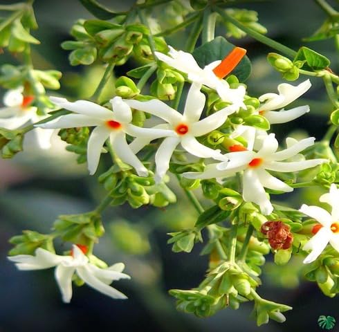 White Harsingar Flower - Heirloom, Non - Gmo Seeds