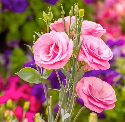 Pink Lisianthus Flower Seeds - Heirloom and Non-GMO Seeds