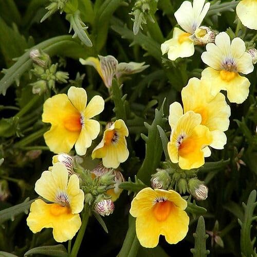 Yellow Nemesia Flower - Heirloom, Non - Gmo Seeds