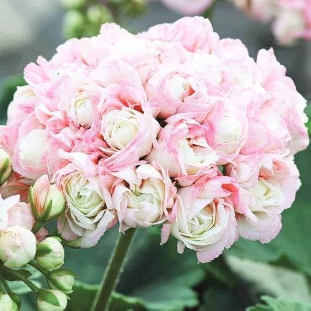 Rare geranium seeds