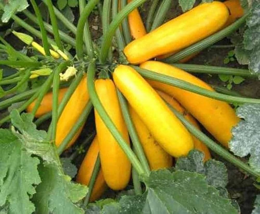Zucchini Cucurbita Pepo Organic Golden Vegetable Seeds for Planting – Heirloom Variety for Kitchen Garden and Summer Harvest