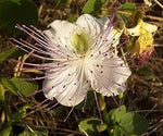 White Capparis Flower Seeds for Planting – NON GMO Seeds Dhara Seeds