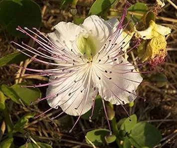 White Capparis Flower Seeds for Planting – NON GMO Seeds Dhara Seeds