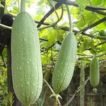 Sponge Gourd Luffa cylindrica seeds for garden planting