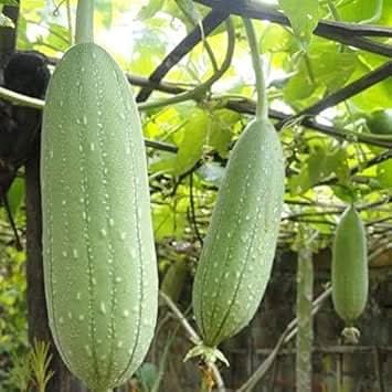 Sponge Gourd Luffa cylindrica seeds for garden planting
