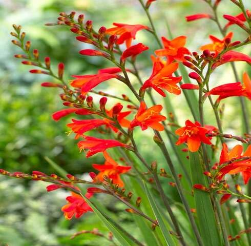 Red Crocosmia Flower