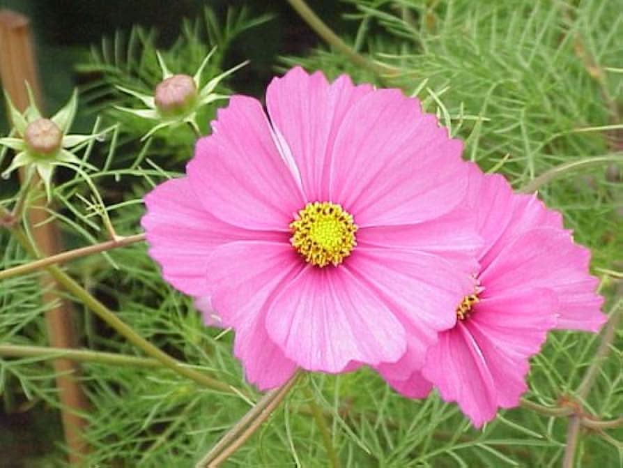 Double Cosmos Bipinnatus Flowering Seeds For Planting in home garden and seasonal flower beds
