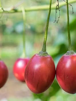 Cyphomandra betacea fruit seeds