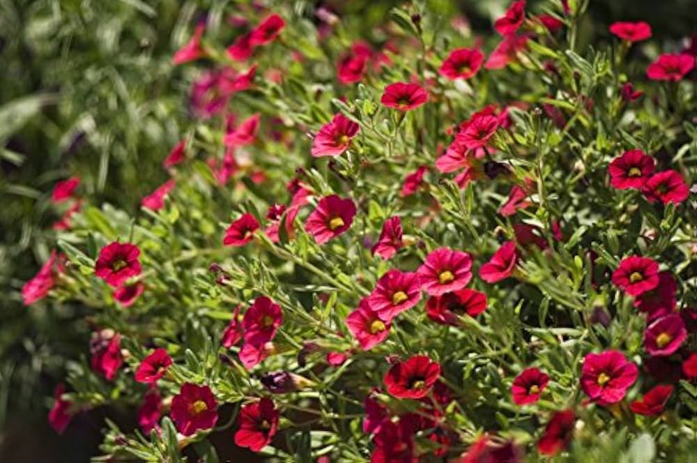 Bearded Pink Flower Seeds Mix for Bush Garden Plants