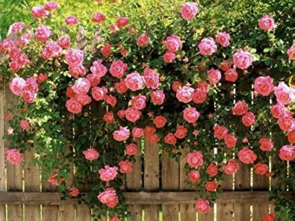 Rosa Seeds Climbing Rose Flower Seeds for Planting in Garden Arches and Trellises