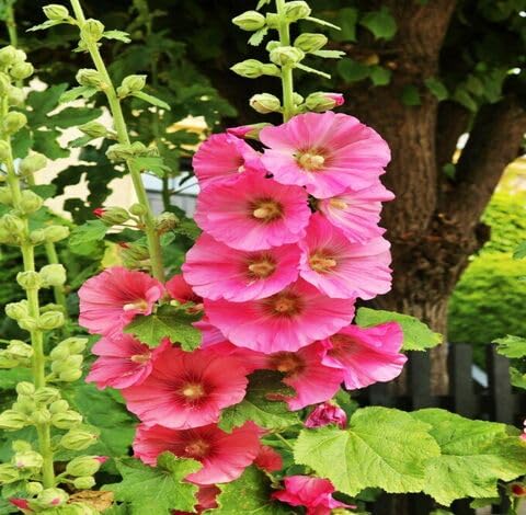 Pink Hollyhock Flower - Heirloom, Non - Gmo Seeds