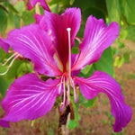Purple Orchid Baum Bauhinia Purpurea Seeds