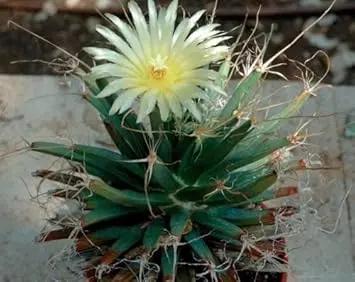 Green Leuchtenbergia Planting Seeds for Garden NON GMO Seeds Dhara Seeds
