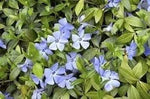 Light Blue Periwinkle Vinca Seeds – Organic, Heirloom, Non-GMO Flower Seeds for Planting for planting in home garden