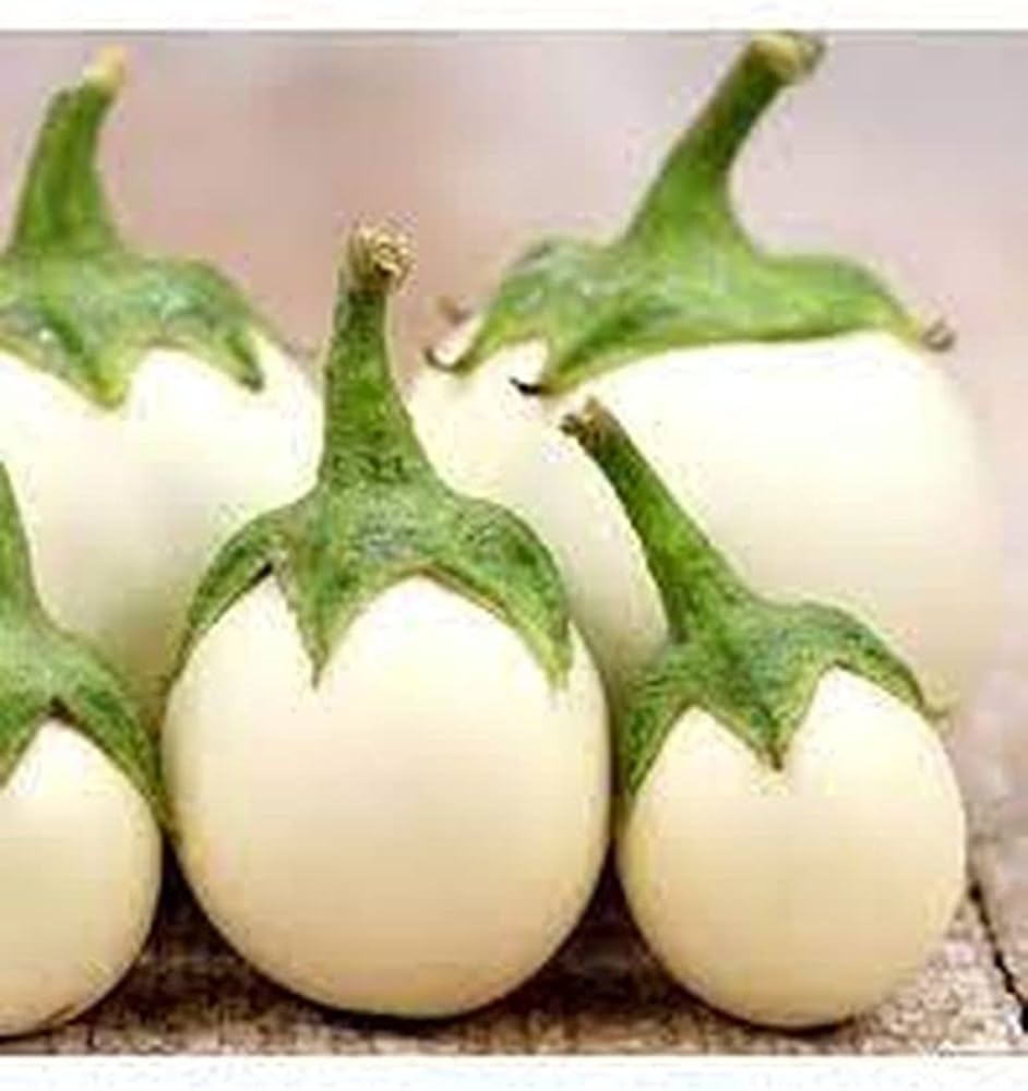 Easter egg plant Solanum ovigerum seeds for planting in home gardens