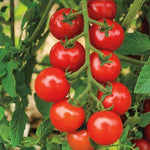 Kieselstein all-purpose tomato plant grown from organic seeds with firm red fruits ideal for slicing and cooking