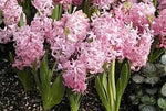 Light Pink Hyacinth Flower Seeds for Planting - NON GMO Seeds Dhara Seeds