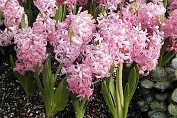 Light Pink Hyacinth Flower Seeds for Planting - NON GMO Seeds Dhara Seeds