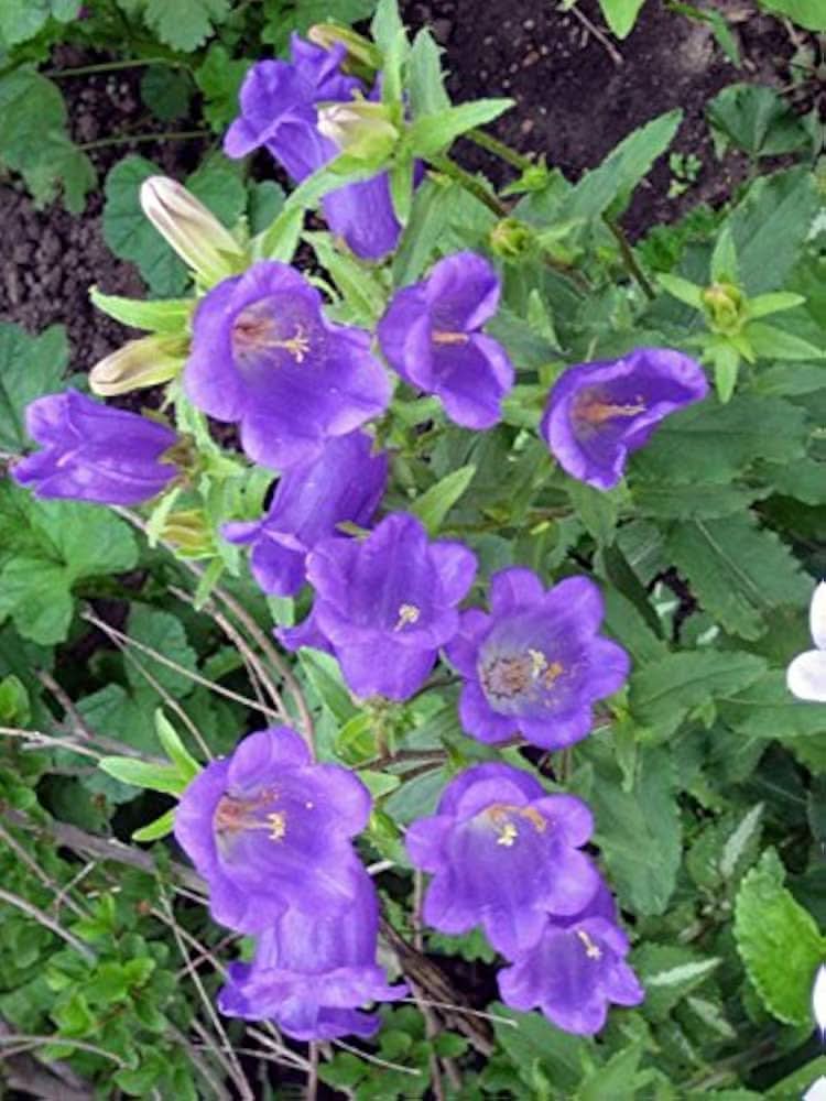 Bellflower Campanula medium flower seeds for planting in home garden borders