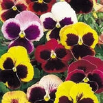 Mixed Pansy Swiss Flower Planting Seeds for Garden -NON GMO Seeds Dhara Seeds