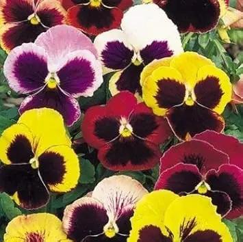 Mixed Pansy Swiss Flower Planting Seeds for Garden -NON GMO Seeds Dhara Seeds