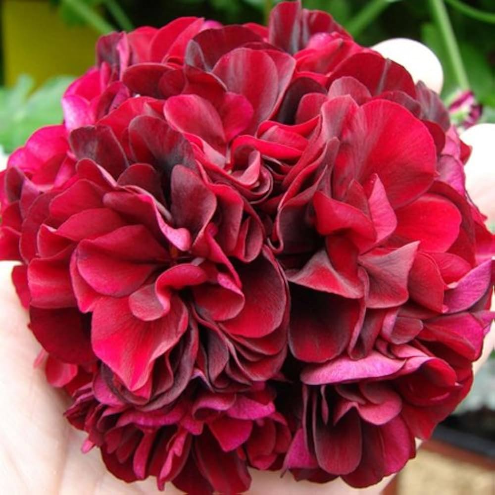 Red Blossom Geranium Pelargonium hortorum Seeds for Planting for Flower Bed and Urban Garden