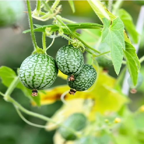Green Cucamelon - Heirloom, Non - Gmo Seeds