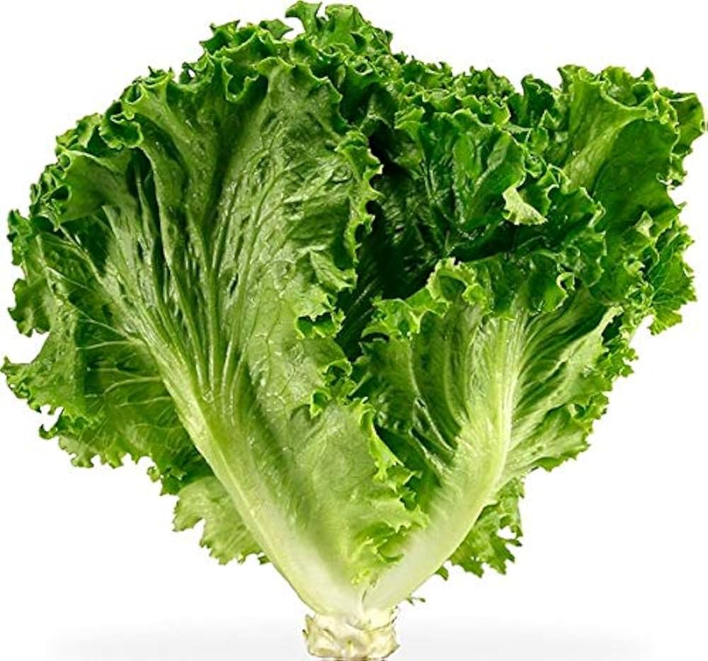 Lettuce Lactuca Sativa Glorious Greens Vegetable Seeds for Planting – Leafy Green Mix for Kitchen Garden and Salad Beds