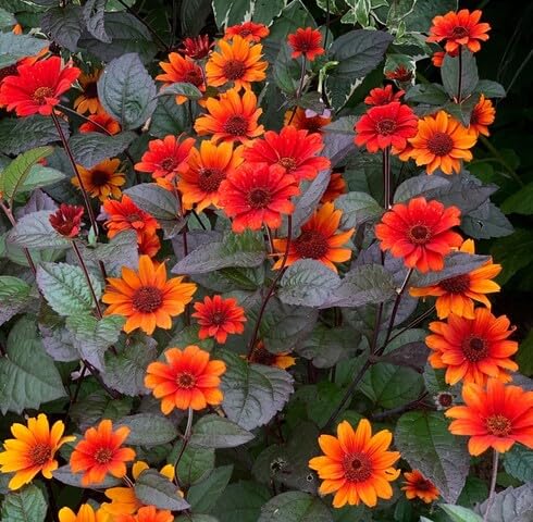 Red Heliopsis Flower - Heirloom, Non - Gmo Seeds