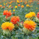 Mixed Carthamus Flower Seeds for Planting - 100 seeds for planting in home garden