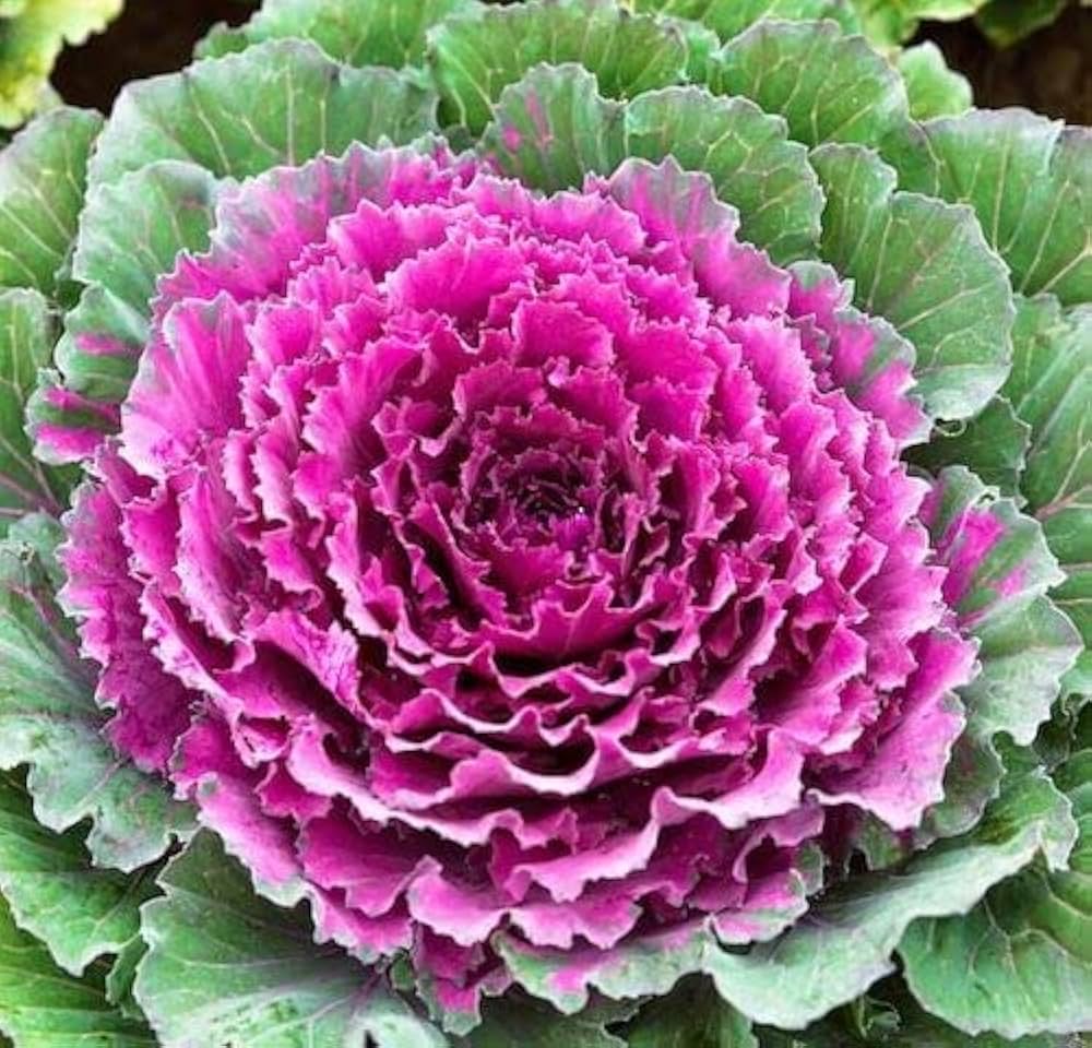 Purple Prince Flowering Kale Seeds for Gardening