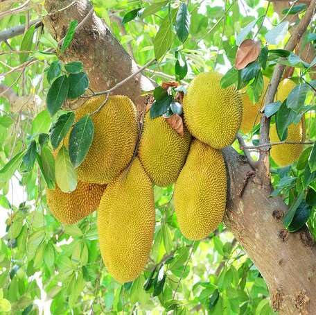 Yellow Jackfruit - Heirloom, Non - Gmo Seeds