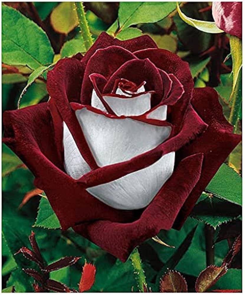 Rose Rosa hybrida White Blood Flowering Seeds For Planting in home garden or vertical trellis space