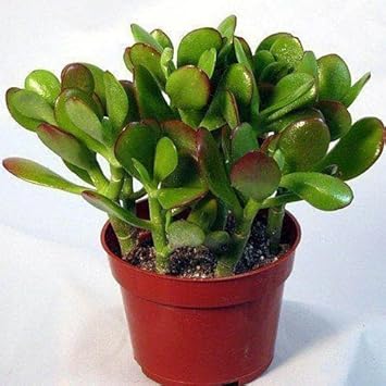 Crassula Plant Seeds for Planting, 100