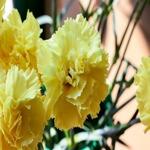 Carnation Flower Yellow - Heirloom, Non - Gmo Seeds